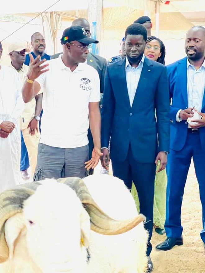 Le Président Diomaye Faye en Visite à la Bergerie d'Abou Kane : Focus sur la Tabaski et les Défis de l'Élevage Le Président Diomaye Faye en Visite à la Bergerie d'Abou Kane : Focus sur la Tabaski et les Défis de l'Élevage